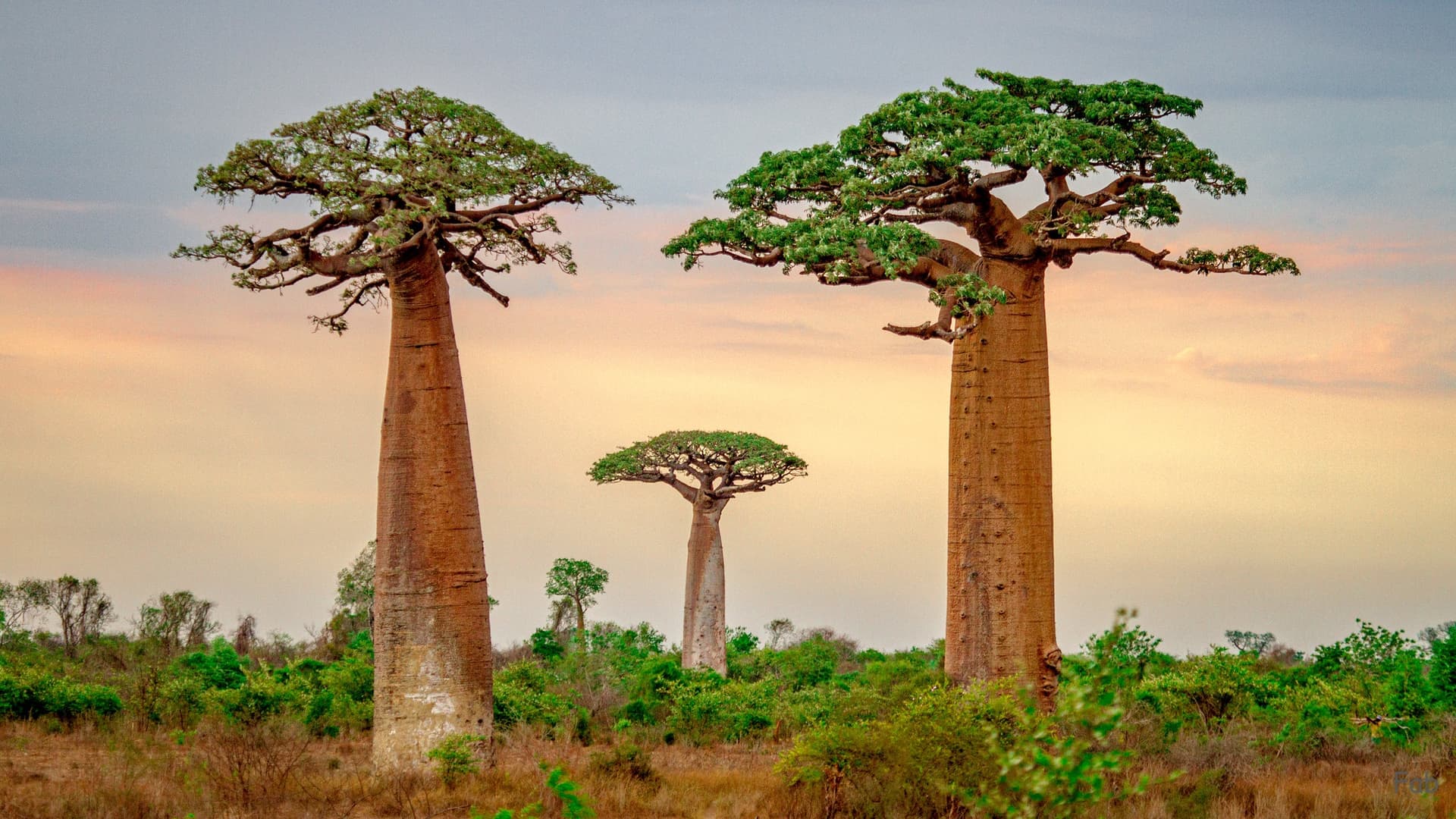 Baobab